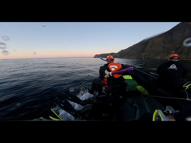 360 Video - Orcas from the Zodiac