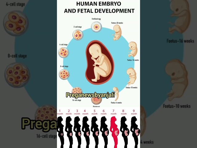 Human Embryo and fetal development in mom's womb ❤️🥰#shortsfeed #pregnant #baby