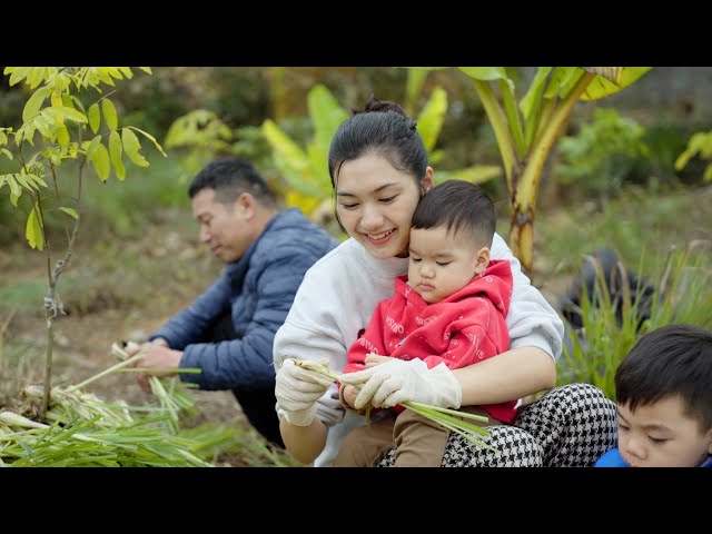 Mother and baby also harvest lemongrass with family, cook lemongrass rolled meat