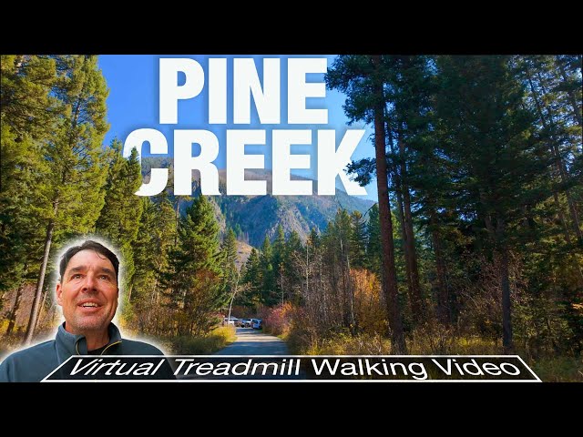 Breathtaking Forest Trail Walk You NEED - Experience Montana - Pine Creek, MT - City Walks