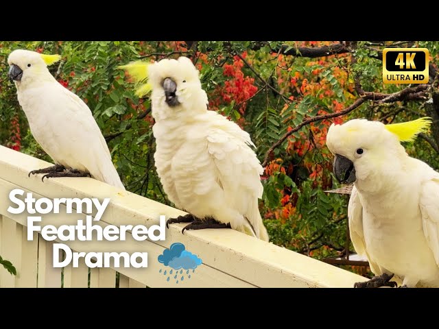 Cockatoo Reactions to Thunder & Lightning! Watch Birds in Autumn Storm