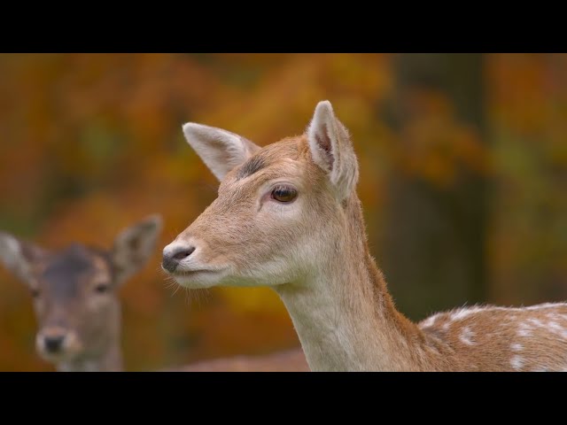 RED Epic-W Helium 8K HDR Footage | Shot on RED