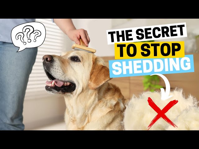 Why Do Labradors Shed So Much? (How to Manage It)