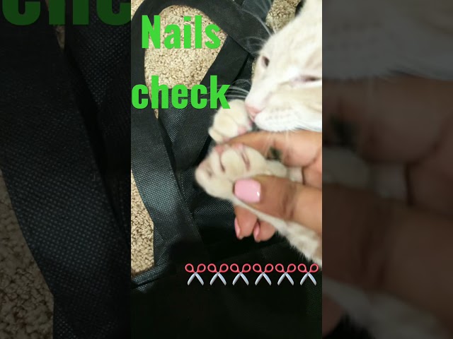 Cat nails check