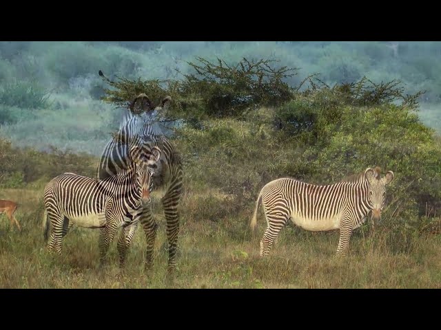 Realignments A Zebra Story