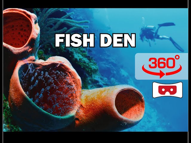 FISH DEN WALL, Roatan. 360divers.