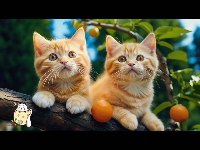 Soothing Music for Anxious Cats: Melodies Keep Your Cat Calm, Happy and Reduce Anxiety 🐾