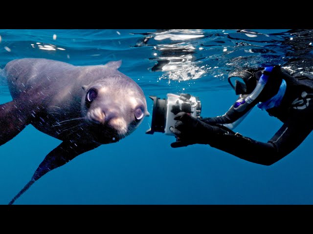 Techniques for Shooting Sea Lions Underwater with Brandi Mueller