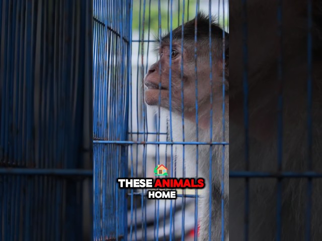 The Sad Reality of the Illegal Pet Trade