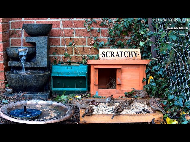 Live 🦔 Animal & Bird Feeder Ground Cam - Scratchy the Hedgehog Cams