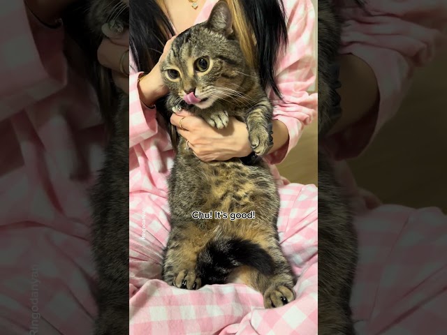 Trimming a cat's claws while soothing it #shorts #cat #funny