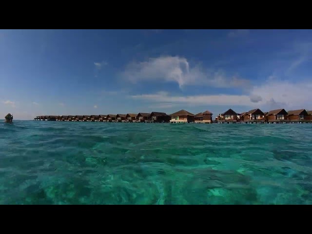 Maldives K & T Wedding snorkeling 20250202 vid10