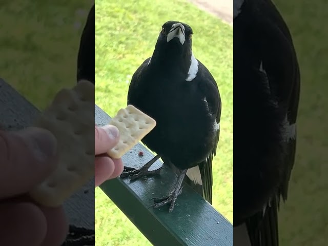 Smartest Australian wild Magpie sings, talks and imitates other birds and ducks