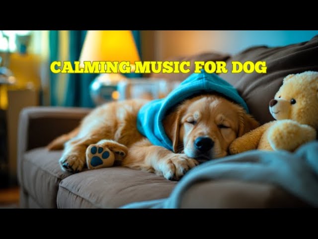 12 Hours of Relaxing Tunes for Dogs 🐶🎵 Soothing Anti-Anxiety Pet Music