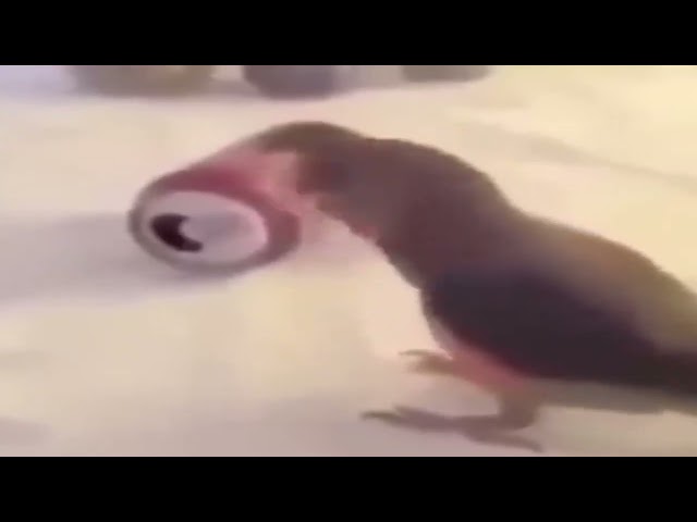 Birb dancing to candyland low quality