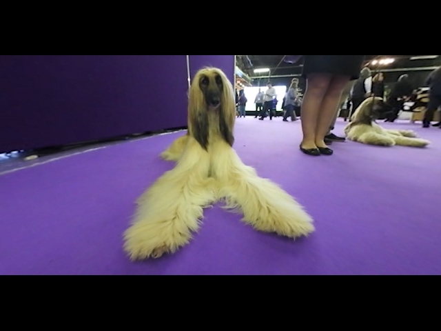 Go behind-the-scenes at the Westminster Dog Show