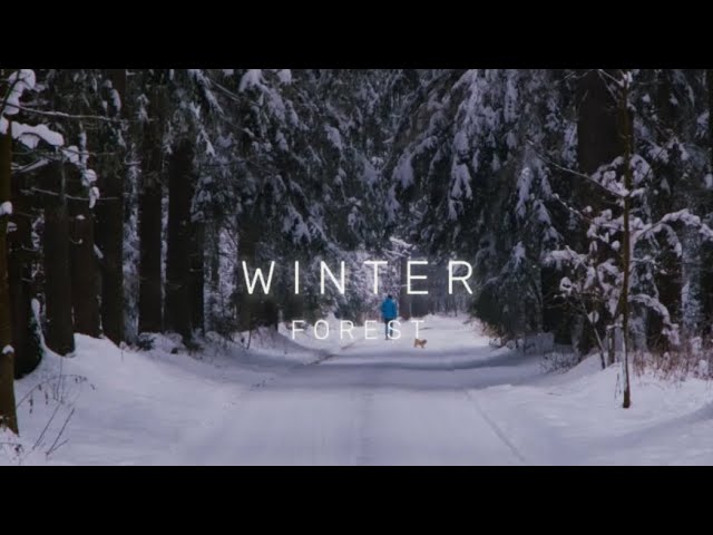 Winter Forest | 1 Hour of Relaxing Nature Sounds & Peaceful Melodies🌲🎶