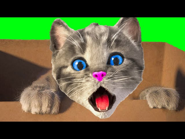 LITTLE KITTEN ADVENTURE - MY CUTE KITTY AND PET CARE - SUPER NEW LONG SPECIAL