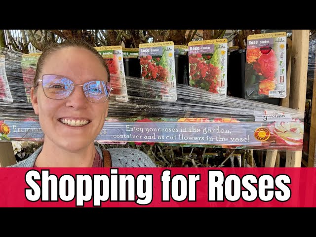 Shopping for BARE ROOT ROSES at Home Depot | Learn About Rose Types with Me!