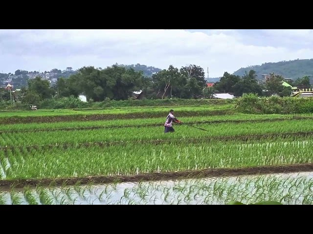 MAN IN RICEFIELS - FREE COPYRIGHT VIDEO STOCK  FREE VIDEO STOCK FOOTAGE