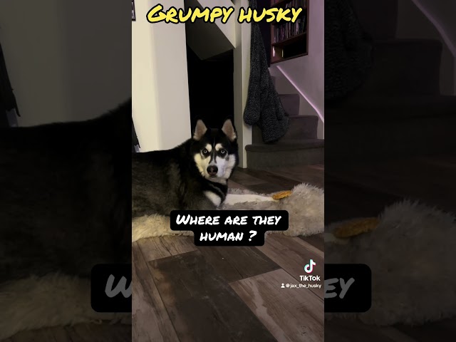 Hilarious husky  no  cookies left  😤🍪 #dogs #dogsofyoutube #husky #siberianhusky #shorts #funny