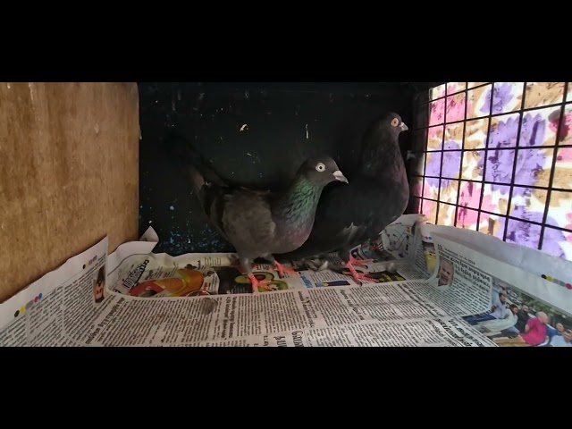 #pigeonforsale#Trendingvideo#HighFlyerpigeons #s24samsungGalaxy#bangalorecity #karnataka #india