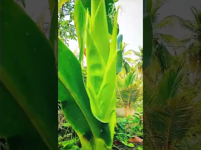 Big belly corn😮😮😋#belly corn tree #belly corn #shorts #video #youtube #sinhala #srilanka #tree