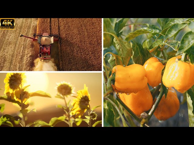 4k Agriculture View With Romantic Music Status Video