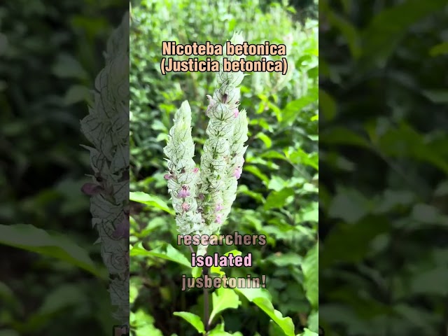 White Shrimp Plant #medicine