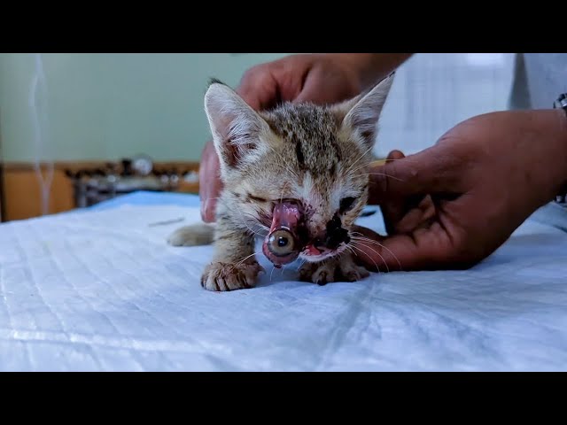 Mimi, One Month old ginger kitten who had a Seriously damaged Right Eye