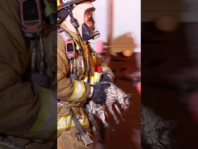 Firefighters Rescue Cats from Blaze