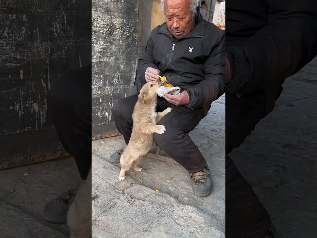 Grandpa bought the dog his favorite roasted sweet potato