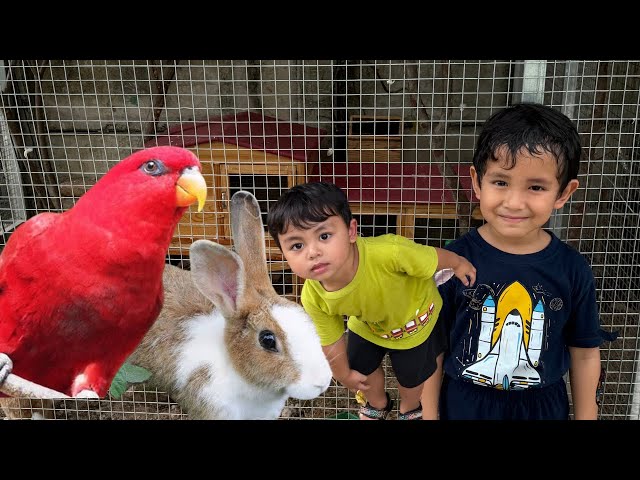 Rafa and Revaz feeding the rabbits and birds! Super fun 😍