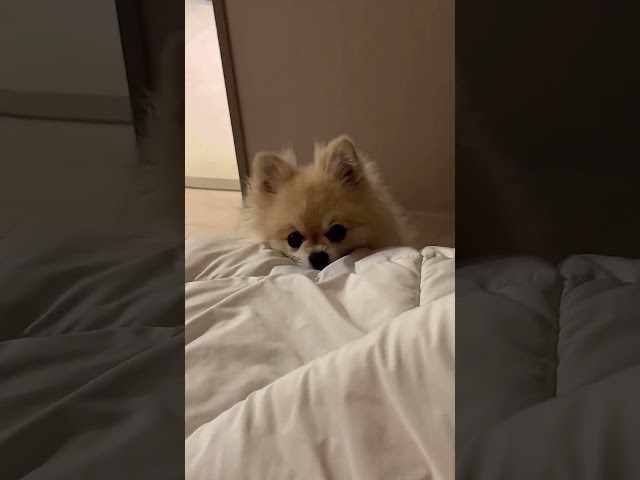 Pomeranian Pomeranian baby silly puppy cute dogIt is always the puppy that wakes me up