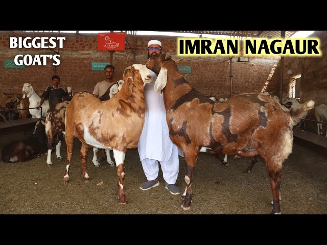 King Of Big Khassi Goat's Imran Nagaur Full Tour Of Al Faizan Goat Farm