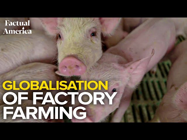 Factual America | Globalisation of Factory Farming | Ft. Enrico Parenti and Susana Trojano