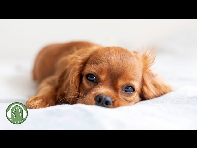 Dog Music🐶Music to relieve stress and anxiety🎵Calm music for dogs