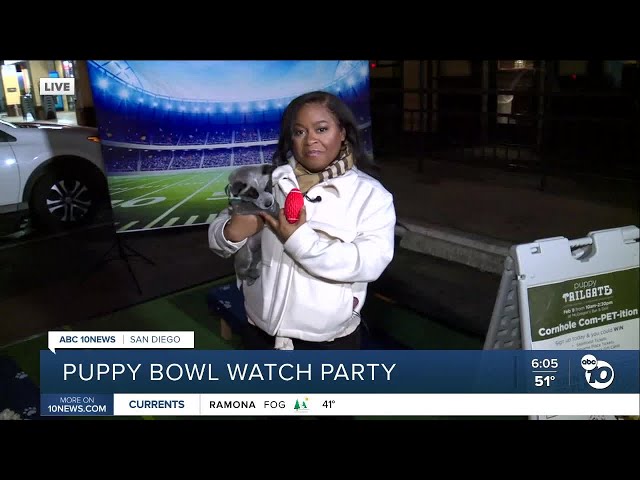 Details about today's Puppy Bowl