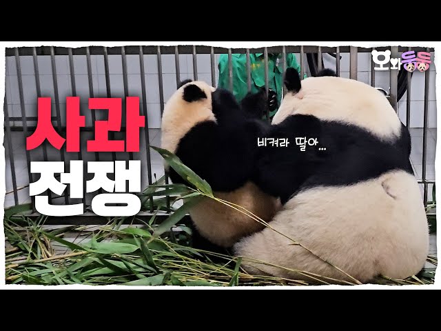 (SUB) Mommy Panda And Baby Panda's Apple War│Panda World