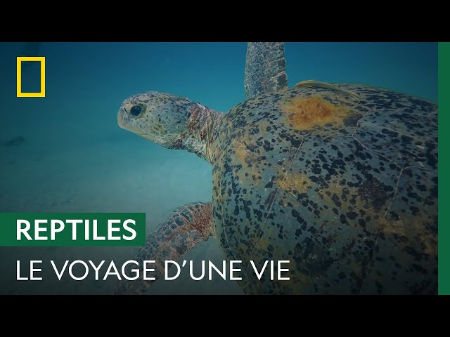 Le long périple de la tortue verte pour aller pondre ses œufs