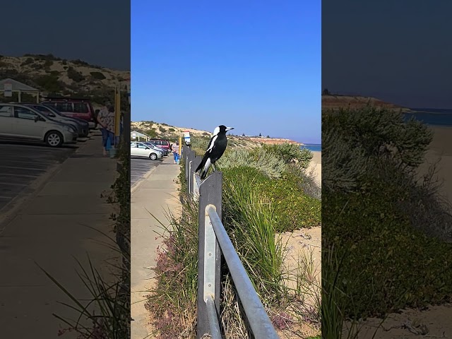 I'm minding my own business, and he  just watched what I do doing lol  #beach #love #birds #magpies