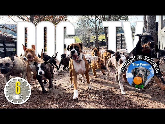 Dog TV for Dogs to Watch - Dog Video for Dogs - Entertaining Doggy Daycare TV