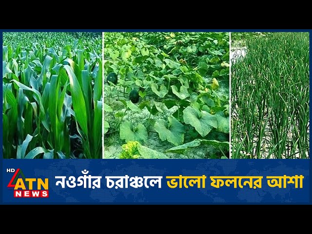 নওগাঁর চরাঞ্চলে ভালো ফলনের আশা | Naogaon Vegetables | ATN News