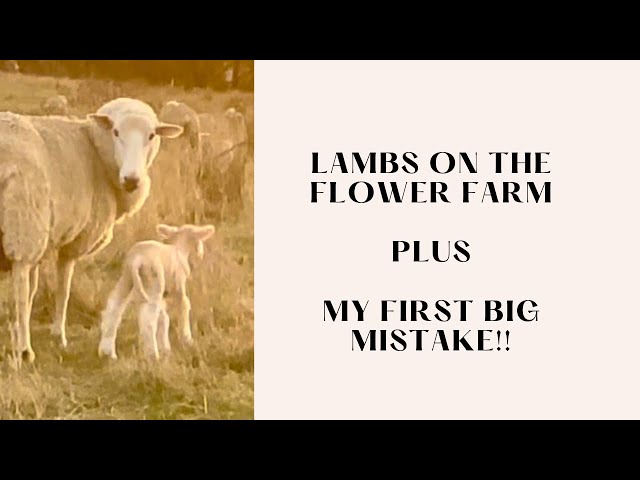 My first big mistake on the flower farm….and cute lambs!  🥰. Australian cut flower farm - Year 1.