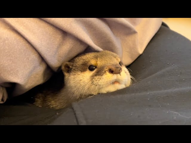 カワウソさくら 寝起き直後からぷきゅんぷきゅんうるさいカワウソ otter that makes a cute voice immediately after waking up