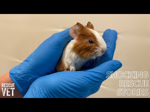 92 guinea pigs cared for by one animal rescue centre! The Guinea Pigs' Story