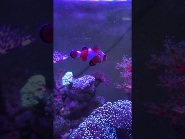 Dancing nemo