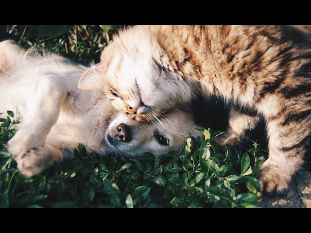 Cute Baby Dogs💗Look how dogs playing| Funny Clips