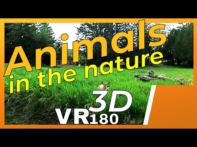 VR180 3D 4K | Animals in virtual reality | Nature Space in VR