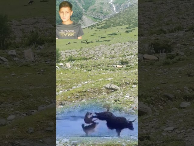 Yak In Wild Life Mountains